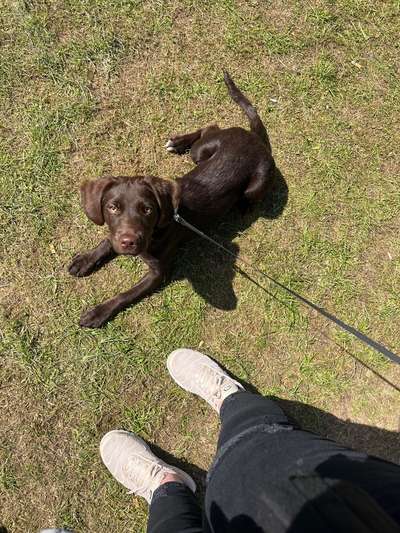 Hundetreffen-Gassipartner und Spielpartner gesucht-Bild