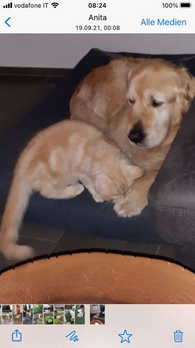 Die Dogorama Kalender Challenge Titelbild-Beitrag-Bild