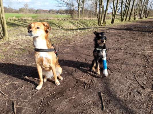 Beinbruch beim Welpen-Beitrag-Bild