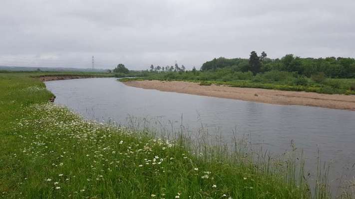 Hundeauslaufgebiet-Binzwanger Hundewiese-Bild