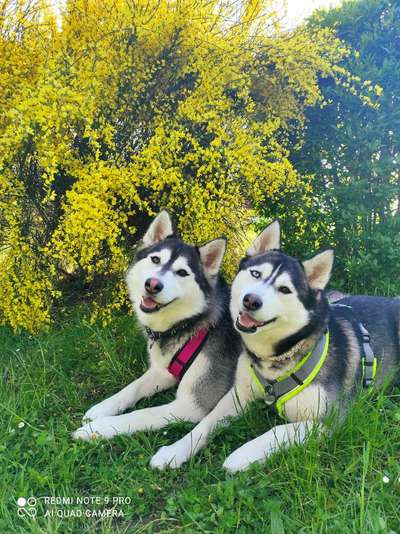 Die Dogorama Monats Challenge "Es grünt und blüht"-Beitrag-Bild