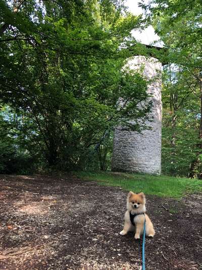 Hundetreffen-Hundetreff (Spaziergang oder Spielzeit)-Bild