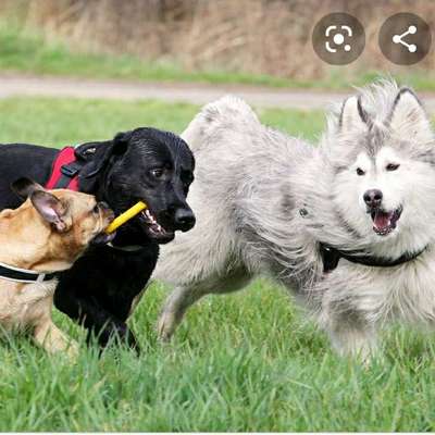 Hundetreffen-Spiele treffen-Bild