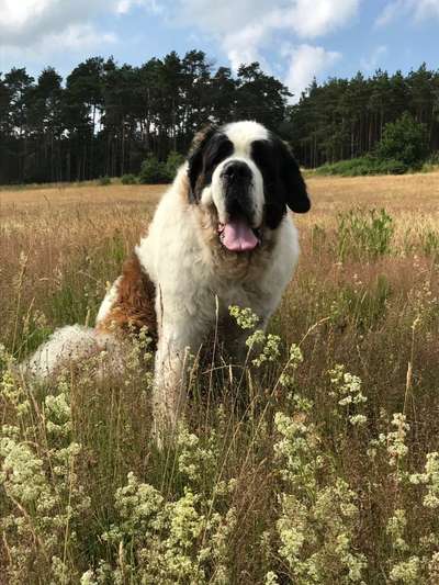 Die Dogorama Kalender Challenge 4/4-Beitrag-Bild