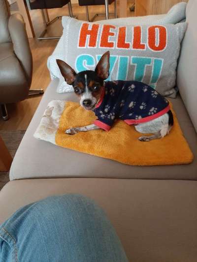 Unsere Fellnasen-Vielfalt im Überblick!-Beitrag-Bild