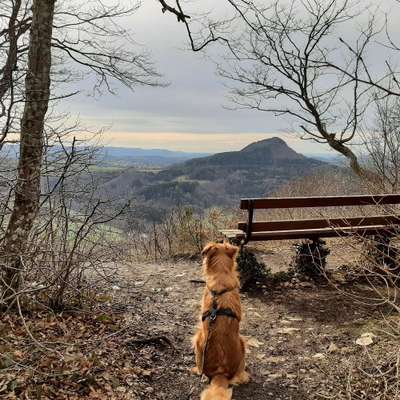 Hundetreffen-Gemütliche Spaziergänge / Seniorenrunde :-)-Bild