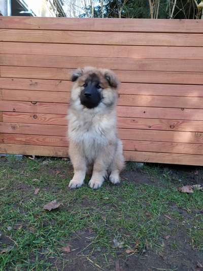 Eurasier hier?-Beitrag-Bild