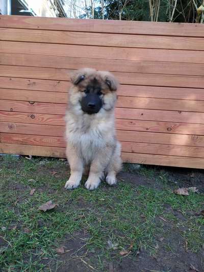 Eurasier-Beitrag-Bild
