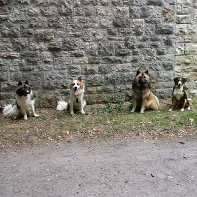 Hundetreffen-Gassifreunde-Bild