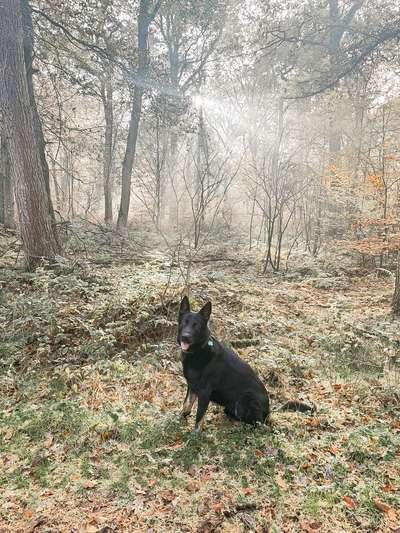 Hundetreffen-Spielrunde-Bild