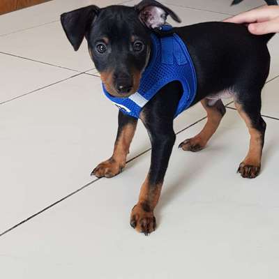 Hundetreffen-Welpe sucht neue Kontakte-Bild