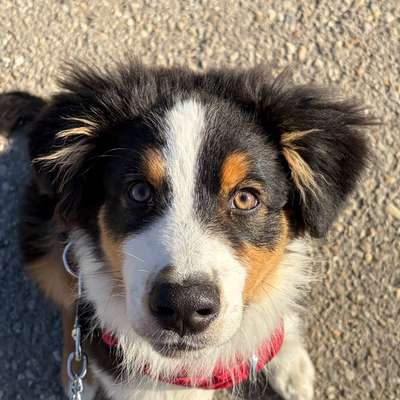 Hundetreffen-Welpentreff-Bild