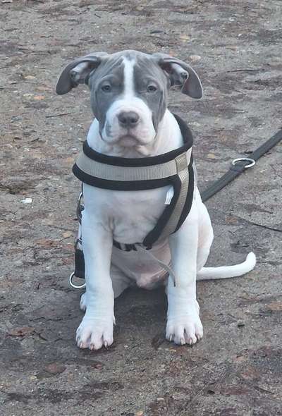 Gewicht American Bully-Beitrag-Bild