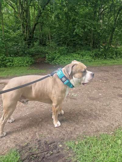 Gewicht American Bully-Beitrag-Bild