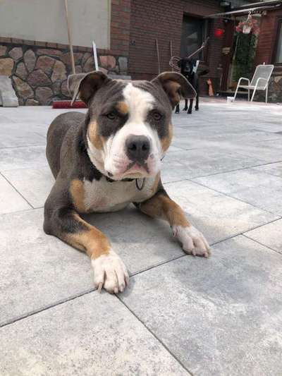 Gewicht American Bully-Beitrag-Bild