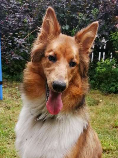 Die Dogorama Kalender Challenge Titelbild-Beitrag-Bild