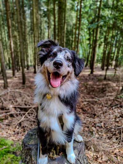 Hundetreffen-Gemeinsame Gassirunde/Training-Bild