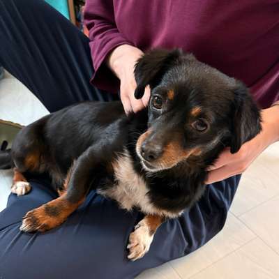 Hundetreffen-Play Date, Spaziergang, Training im/um den Luitpoldpark-Bild