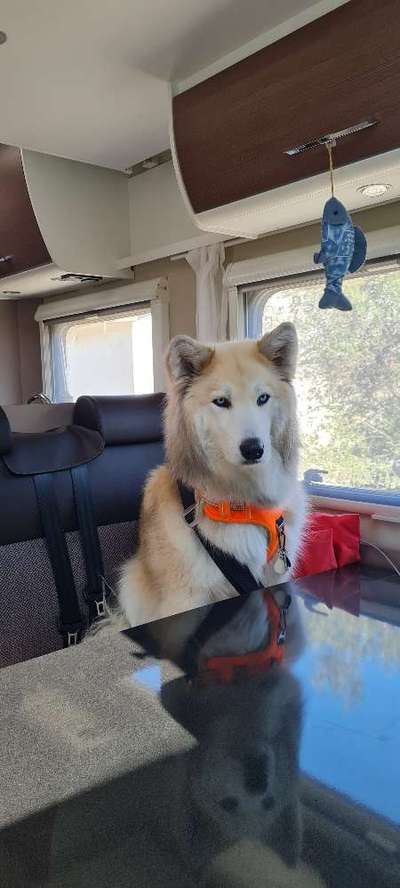 Foto Challenge Thema "Hunde im Auto"-Beitrag-Bild