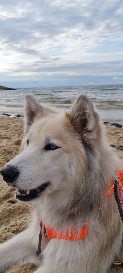 156. Fotochallenge *** DEIN HUND UND DIE WUNDERSCHÖNEN WOLKEN ***-Beitrag-Bild