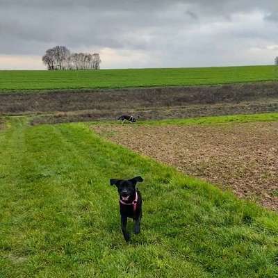 Hundetreffen-Gassitreffen in/um Würzburg
