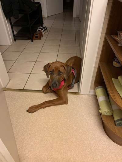 Rhodesian Ridgeback-Beitrag-Bild