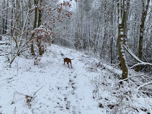 Rhodesian Ridgeback-Beitrag-Bild