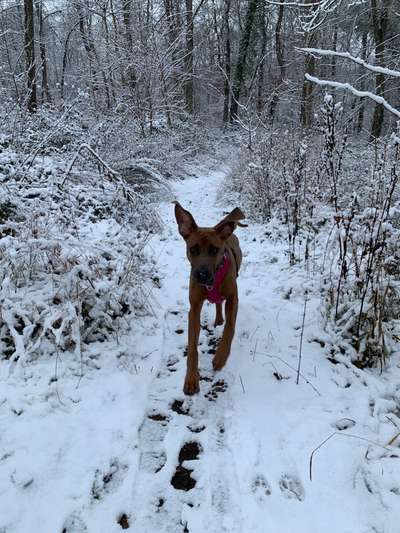 Rhodesian Ridgeback-Beitrag-Bild