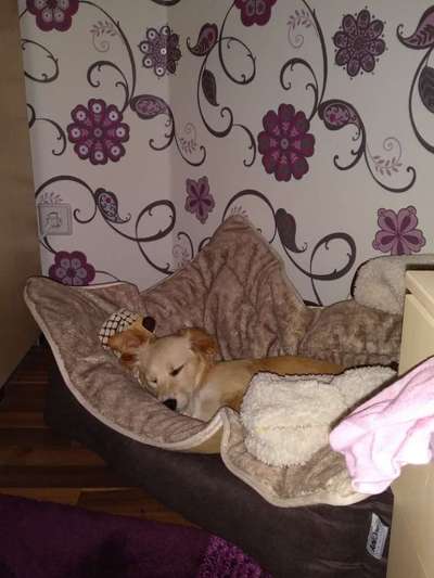 Dogorama Photo Challenge - Lieblingsspielzeug!-Beitrag-Bild