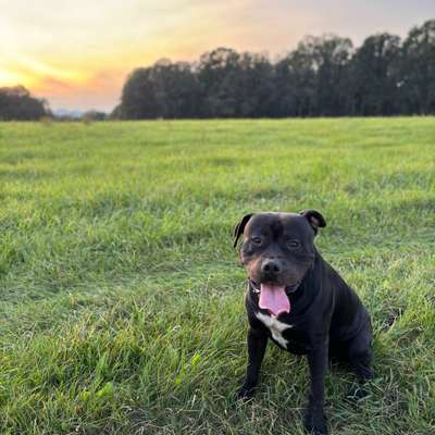 Hundetreffen-Gassi- und Spielrunden