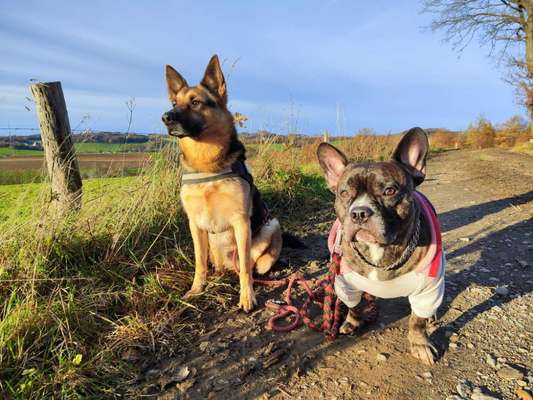 Hundetreffen-Einfach spazieren gehen.-Bild