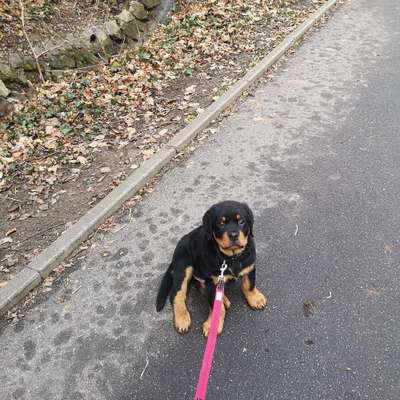 Hundetreffen-Welpen treffen in Meersburg-Bild