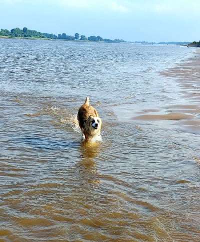 Auslandstierschutz-Beitrag-Bild