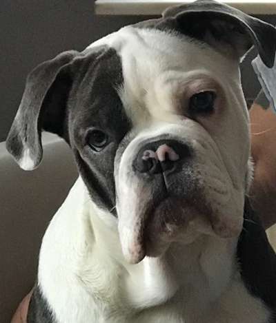 Welpen Bilder !-Beitrag-Bild