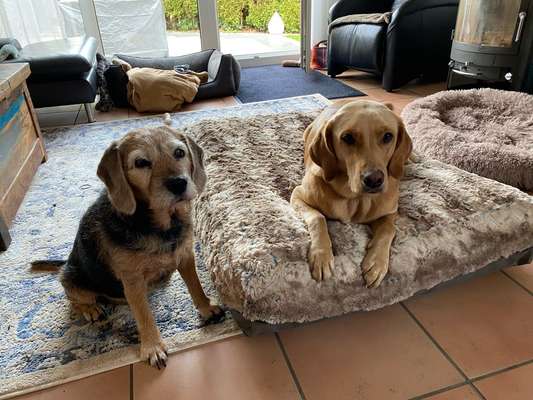 Hundebett-Beitrag-Bild