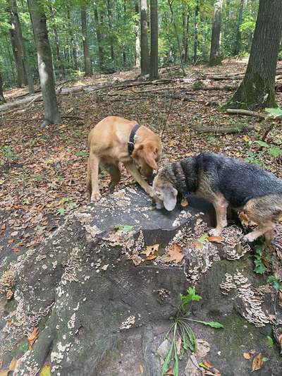 Herbst Bilder-Beitrag-Bild