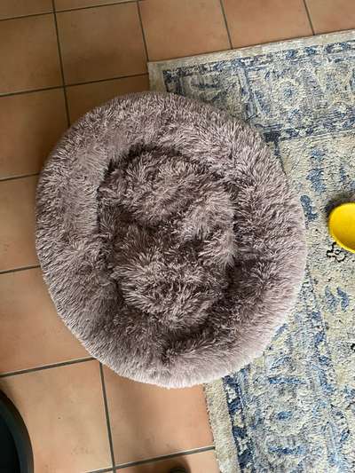 Erfahrung mit Hundeliebling.at (Wolke 7 Hundebett)-Beitrag-Bild