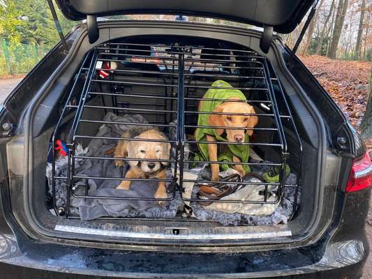 Erfahrungen mit Hundebetten im Kofferraum?-Beitrag-Bild