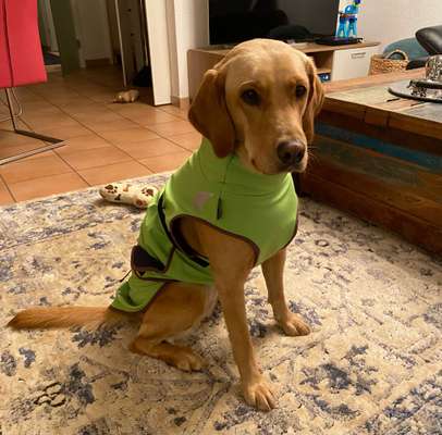 Hundekleidung - Top oder Flop-Beitrag-Bild