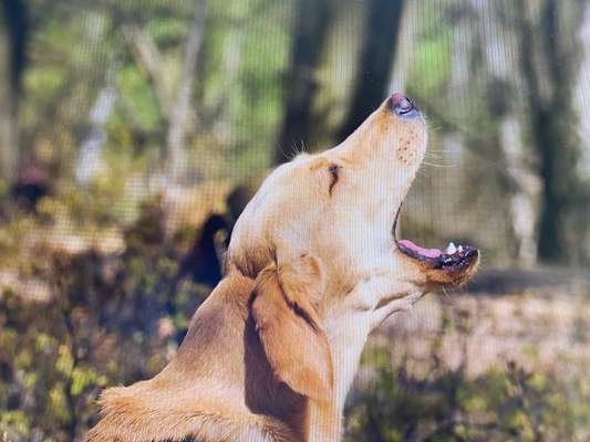 Farben Fotochallenge Thema ,,Grün"-Beitrag-Bild