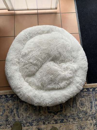 Erfahrung mit Hundeliebling.at (Wolke 7 Hundebett)-Beitrag-Bild