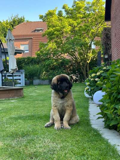 Welpen Bilder !-Beitrag-Bild