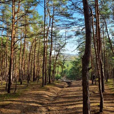 Hundetreffen-Welpen Spielrunde/ Gassirunde-Bild