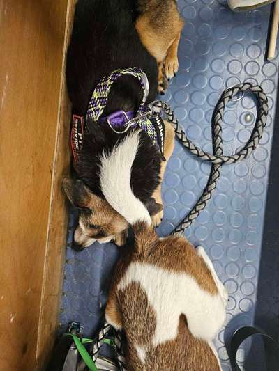 Wie "jung" haben sich eure Hunde gehalten ?-Beitrag-Bild