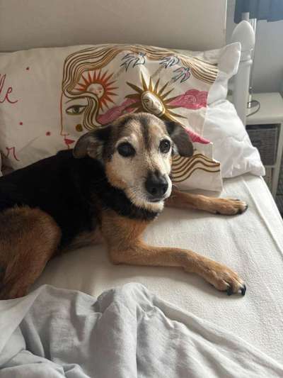 Wie "jung" haben sich eure Hunde gehalten ?-Beitrag-Bild