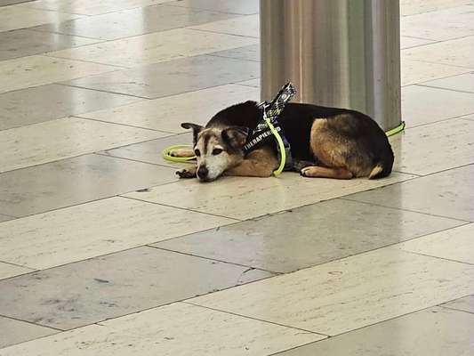 Wie "jung" haben sich eure Hunde gehalten ?-Beitrag-Bild