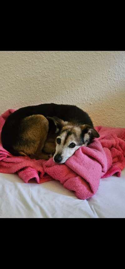 Wie "jung" haben sich eure Hunde gehalten ?-Beitrag-Bild