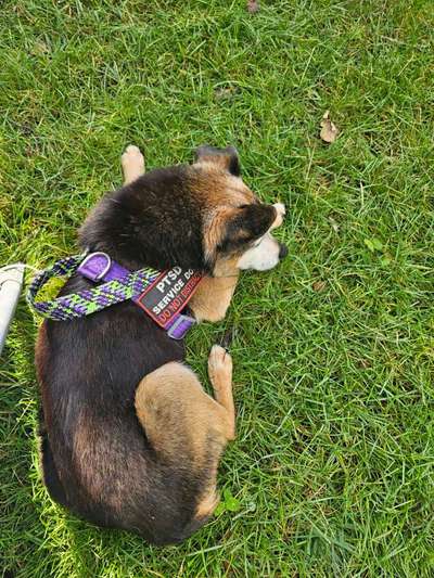 Rasen fressen unterbinden-Beitrag-Bild