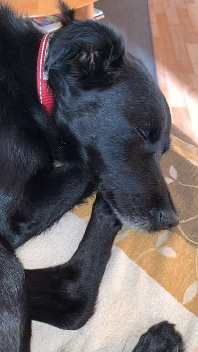 Hunde im Hotelbett-Beitrag-Bild