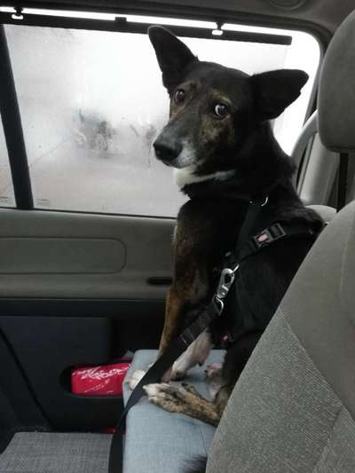 Hundetreffen-Gassi Kumpel gesucht-Bild